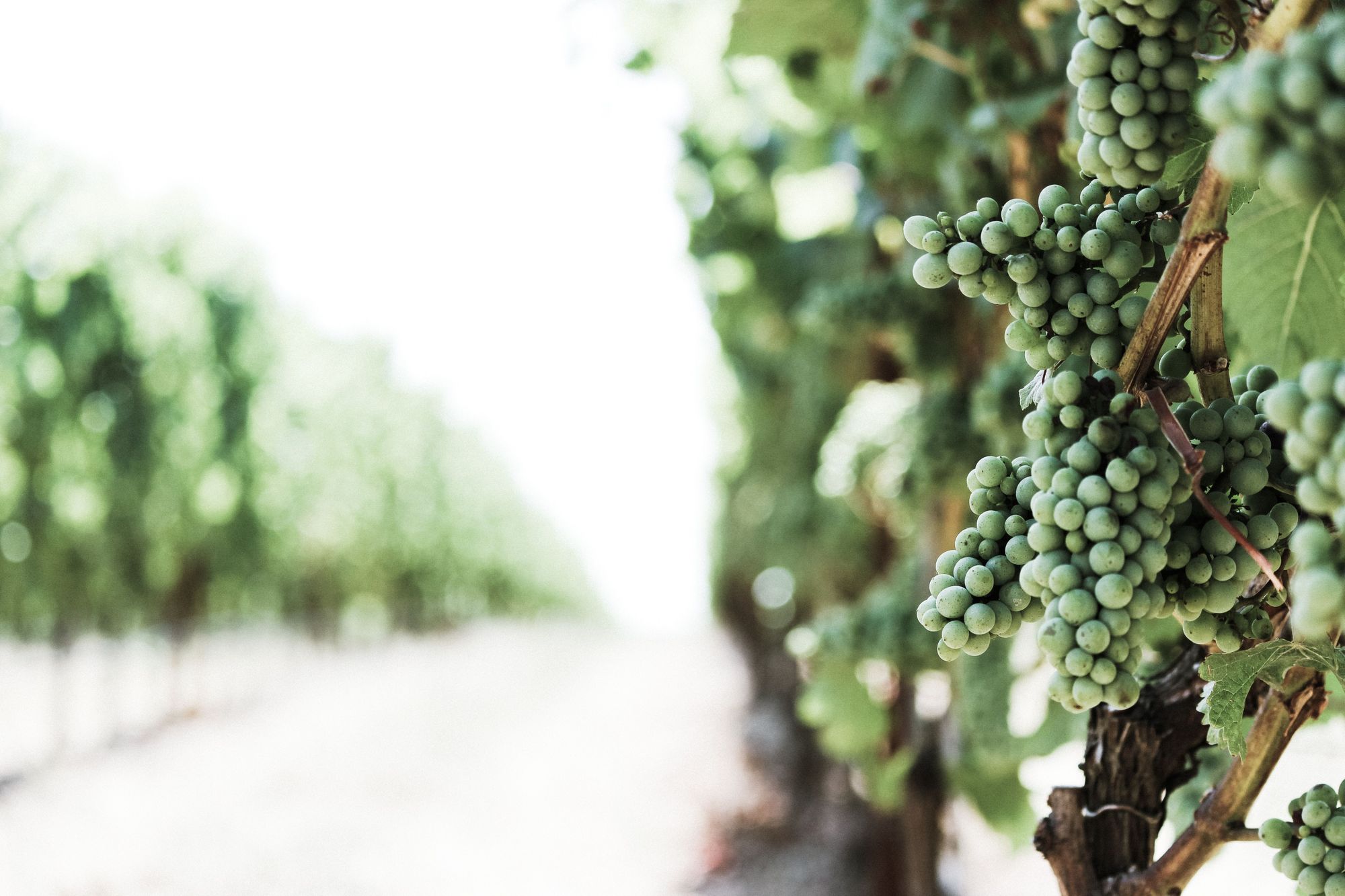 Benefits of the Internet of Wines